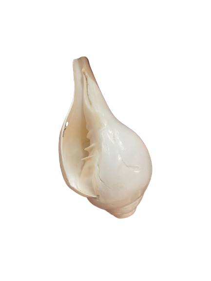 Original Lakshmi Sankha, Blowing Conch Shankh For Worship Pure White Authentic Shell - Festive & Occasions 1pcs - Image 1