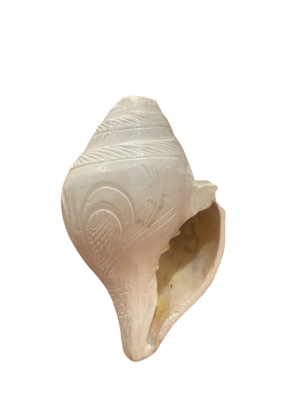 Large Authentic Blowing Shankh - Sacred White Conch Shell Instrument for Temple Aarti and Positive Energy - Festive & Occasions 1pcs - Image 1