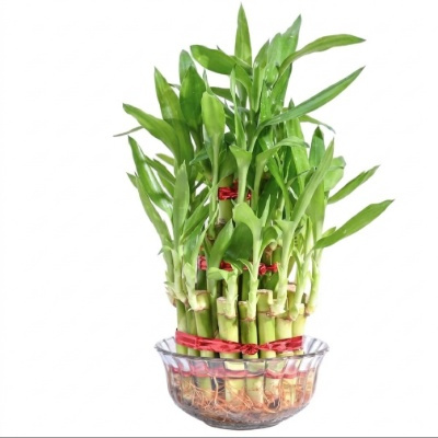 Triple Fortune" – 3-Layer Lucky Bamboo Plant in Clear Glass Bowl